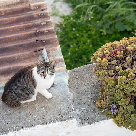 Apartman Elithas & Budget Mandráki