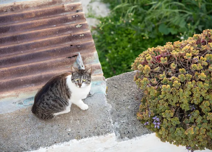 شقة Elithas & Budget Mandrákion